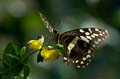 088 Afrikanischer Schwalbenschwanz - Papilio demedocus